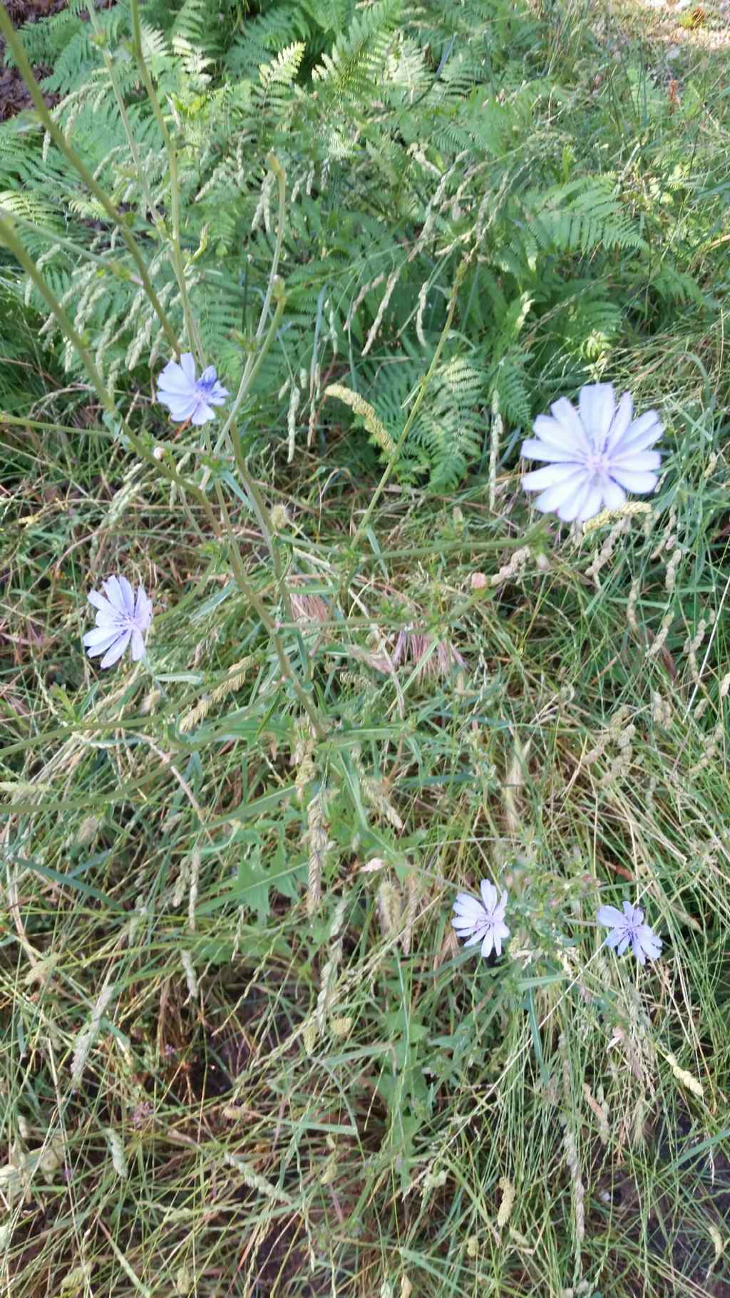 Cichorium intybus